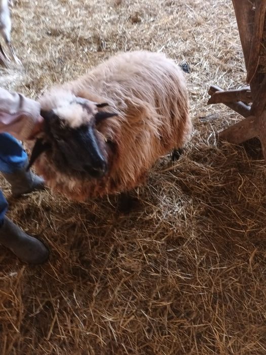 Vând 6 oi și o 2 noatine