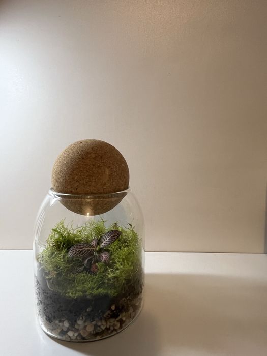 Флорариум с фиттонией