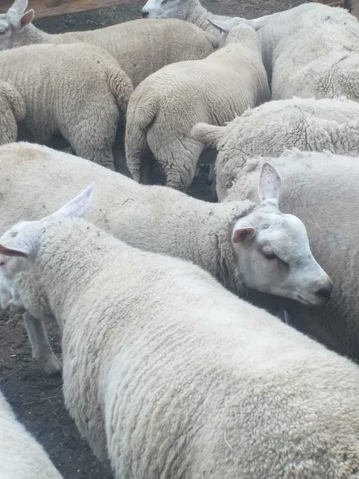 Vand berbecut rasa de carne Texel