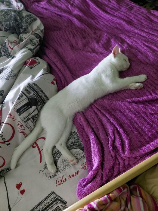 Белый котик Платон ищет семью.