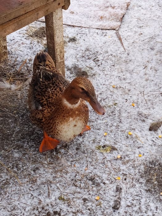 Schimb sau vând ce se vede.