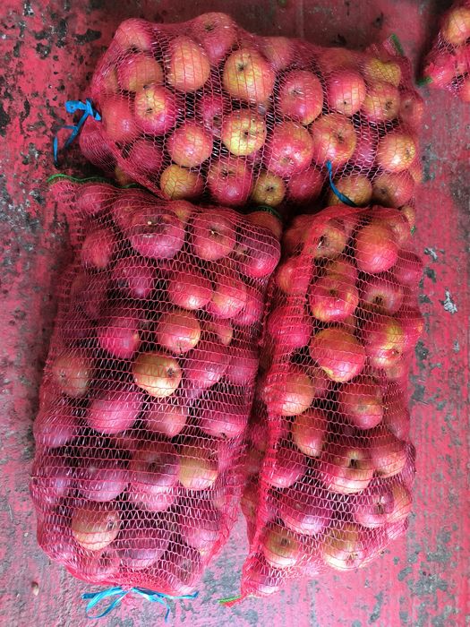 Mere de la Suceava 100 lei 45 kg