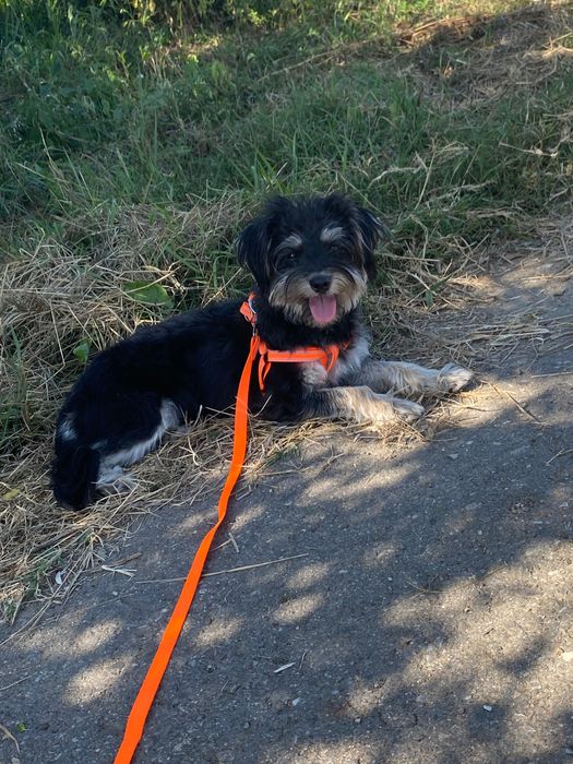 Dau spre adopție un câine