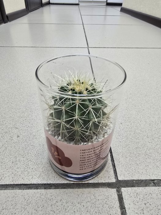 Продам комнатные цветы