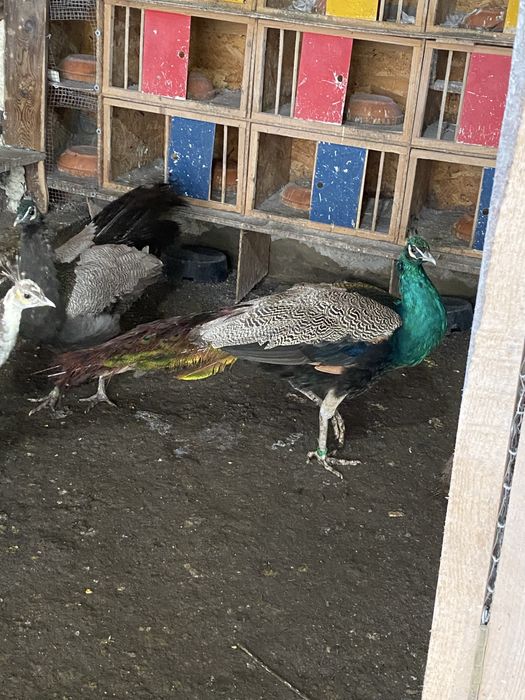 Vand pauni  Silvar pied. Alechin ochi alb umar negru