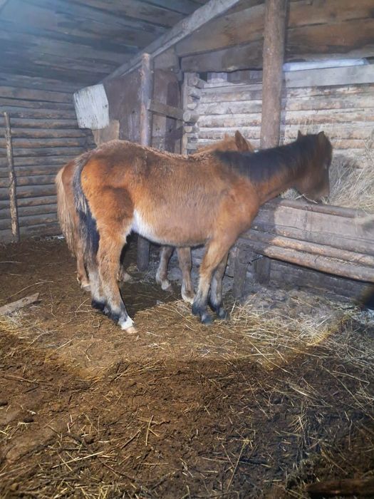 Сатылады обмен жоқ