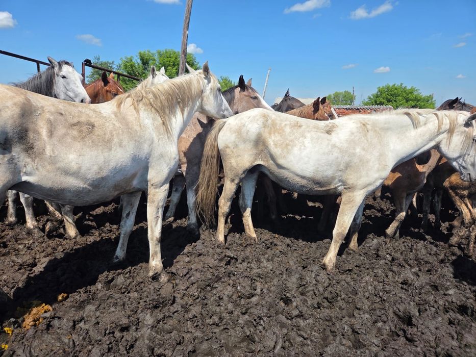 Продам лошаде 9 общ