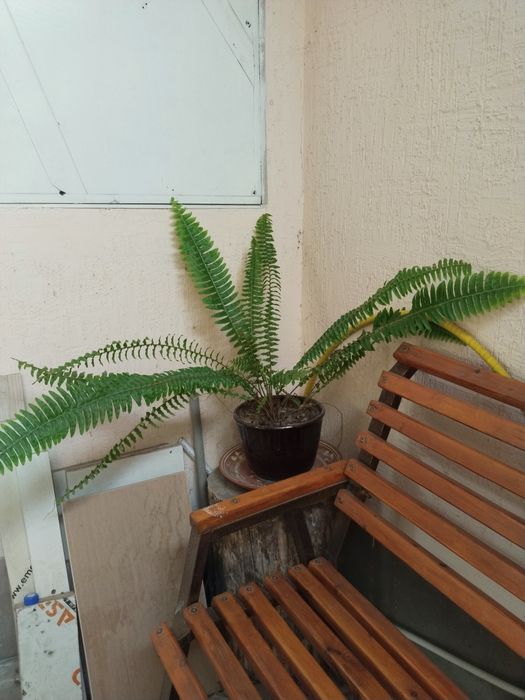 Продаётся папоротник