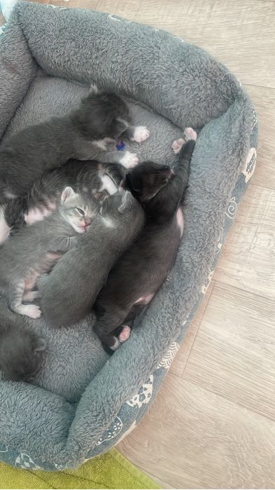 Отдам котят в добрые руки