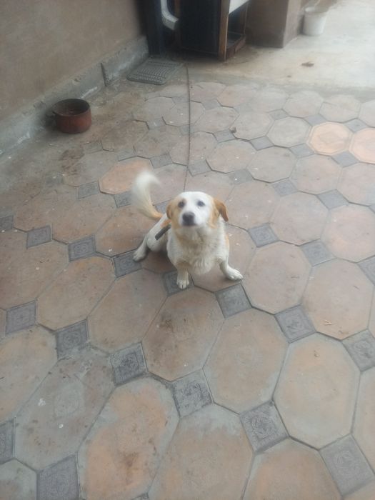 Звонок ит сатылады