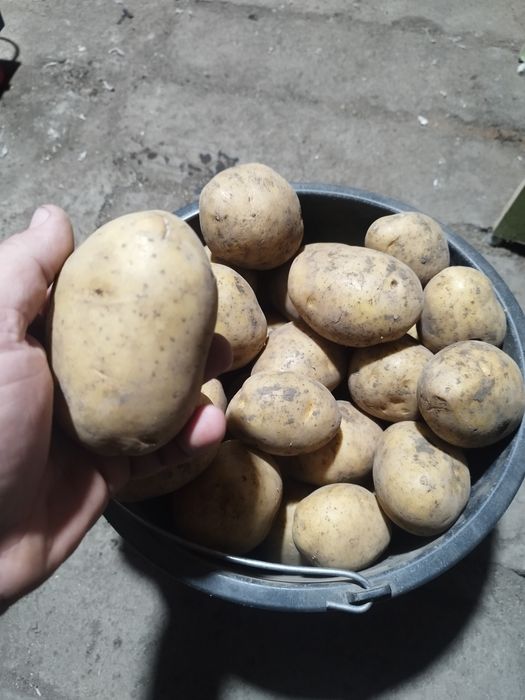 Продаю картофель сорт Гала