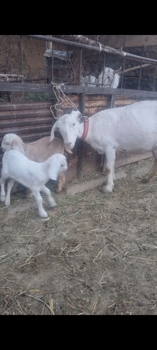 Коза, ешкі егіз лағымен