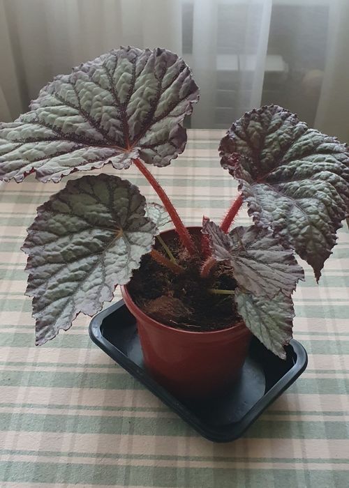 Бегония королевская