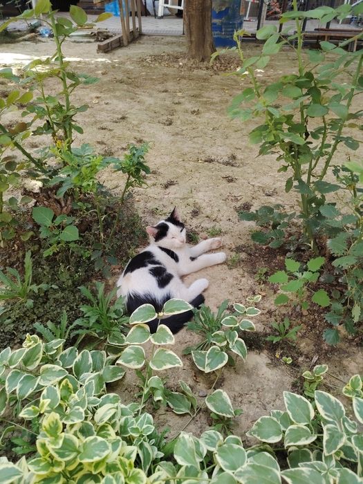 Mushuk bollari Oq Tiger