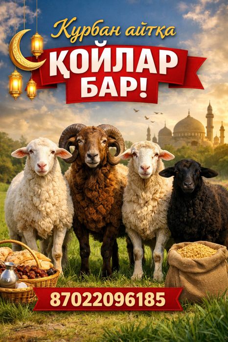 Құрбан айтқа қойлар бар