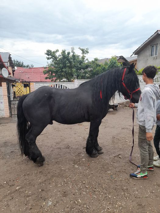 Vând sau schimb  armăsar semi greu  foarte cuminte