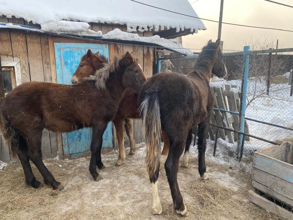 Продам годовалых жеребчиков 3 шт.