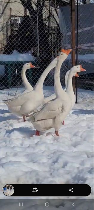 Gaste chinezesti albe rasa pura tineret