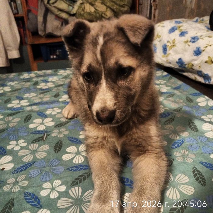 Щенок девочка в поисках дома