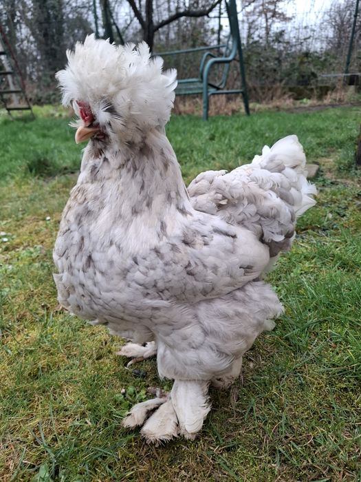 Струмски стандарт яйца