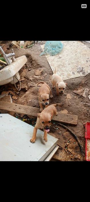 Малки кученца пинчер