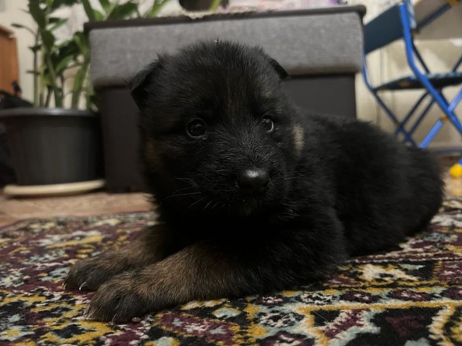 Продаются щенки немецкой овчарки