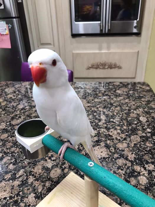 Papagali vorbitori pui blanzi Micul Alexandru Alexander