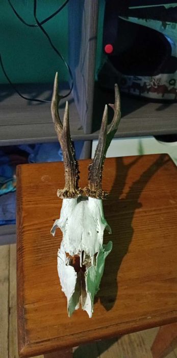 Trofeu coarne de cerb