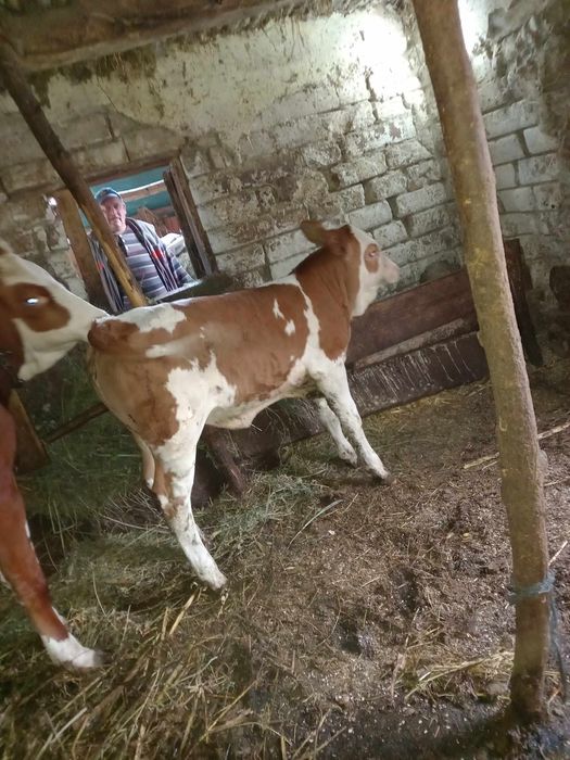 Vaca tânără la prima fatare cu vitea două luni .se vand in prima si se ...