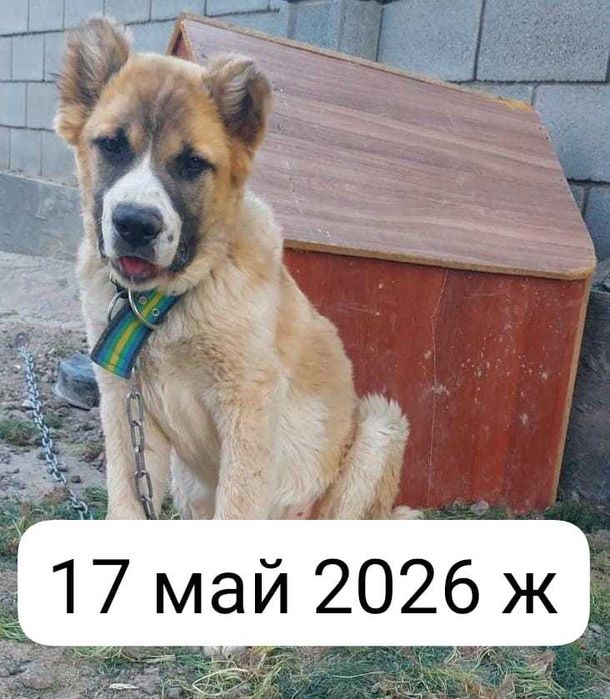 Алабай 4,5 айлық күшік
