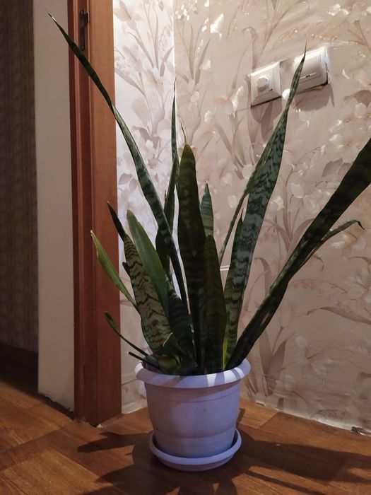 Сансевиерия зейланика