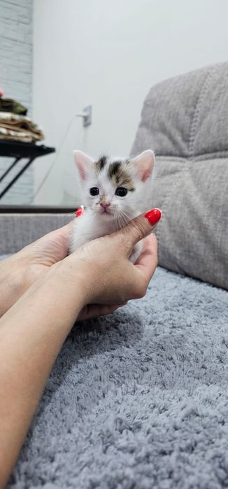 Котята ищут мамочку
