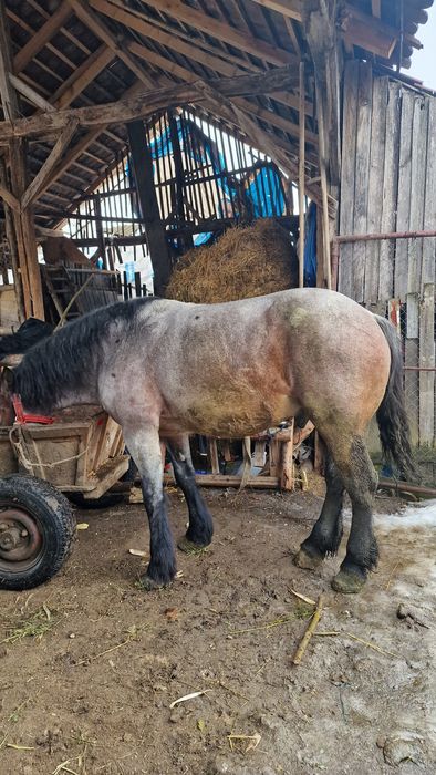 Cal de vânzare bun de tras