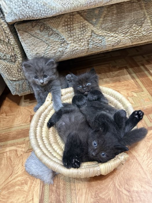 Котята  бесплатно