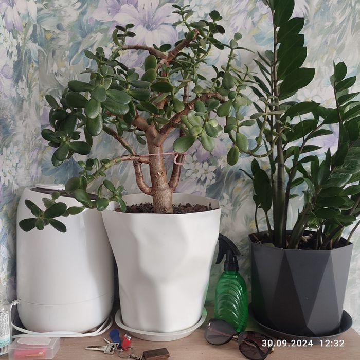 Растения домашние разные