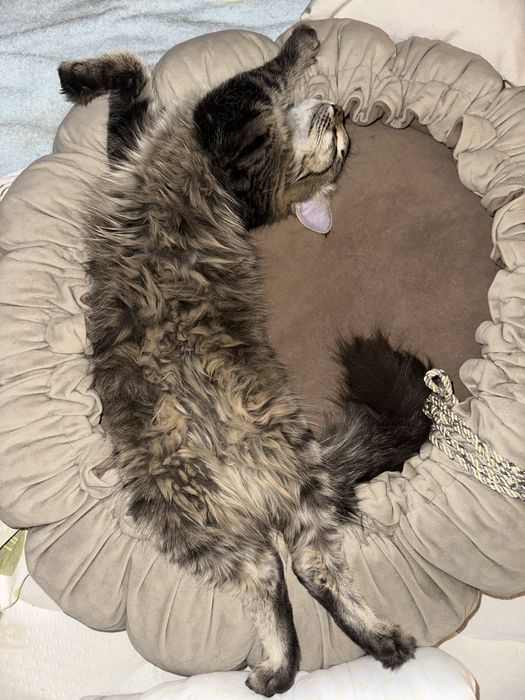 Кошечка Николь , 8 месяцев