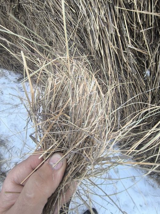 Сено шөп разнотравье рулон