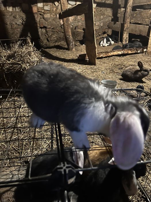 Крольчата француский баран 1месяц