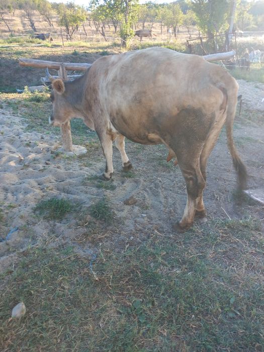 Vaca gestanta ,are și lapte și o vitea bruna