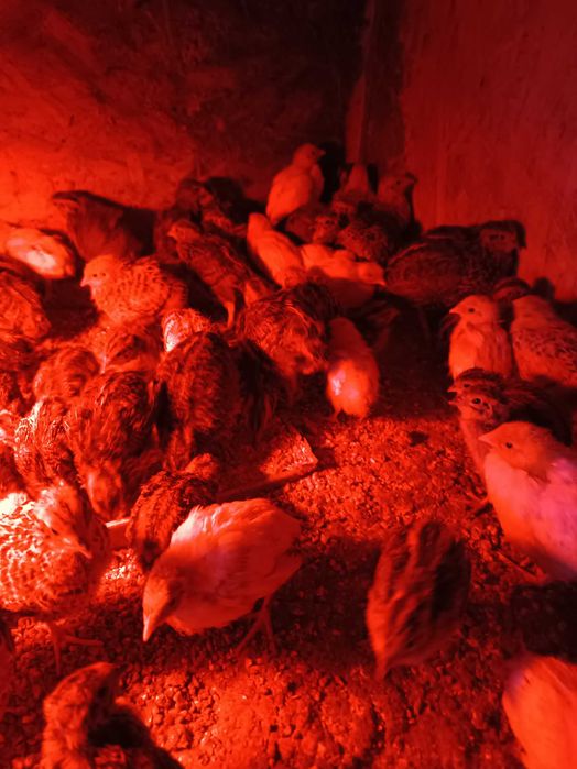 Prepelițe la două săptămâni