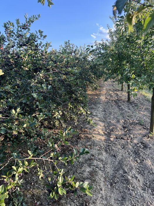 Fructe de aronia de vânzare (doar cantități mari)