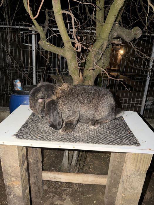 Iepuri Berbec German