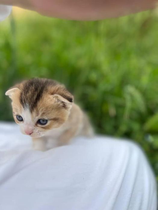 Животные котята с