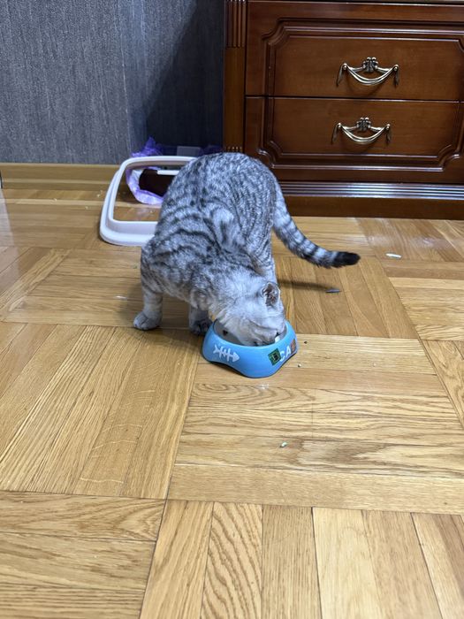 Кошка вислоухая Шотладский