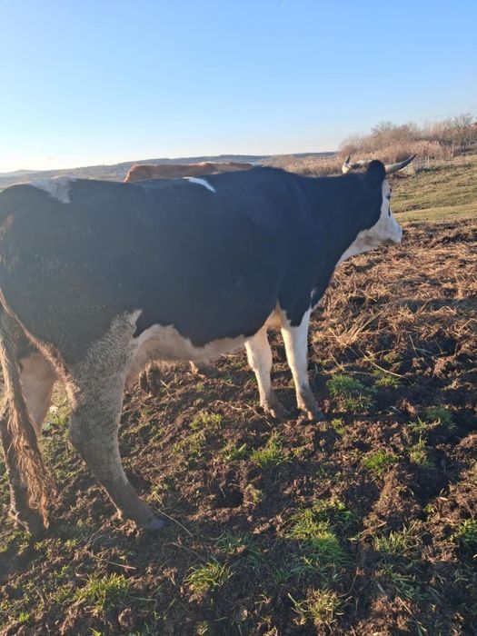 Vînd junincă cu lapte