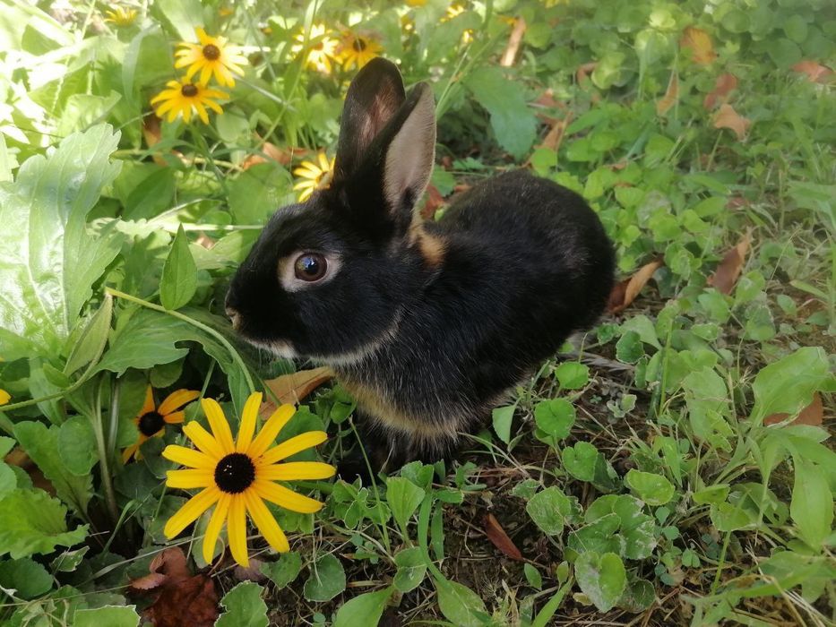 Karlik chorniy otter sames