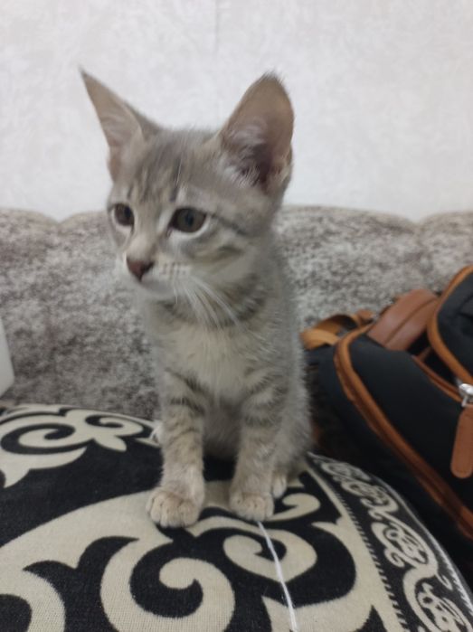 Мысык / котёнок бесплатно