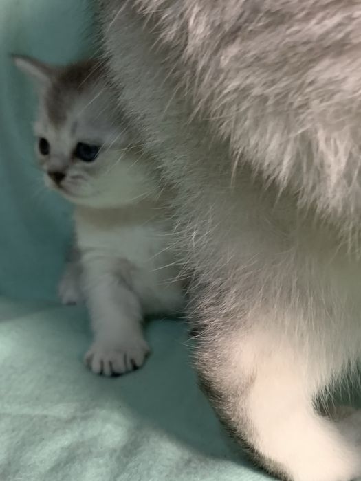 Шотладская кошечка.