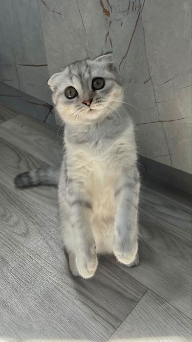 Вислоухая кошкаа