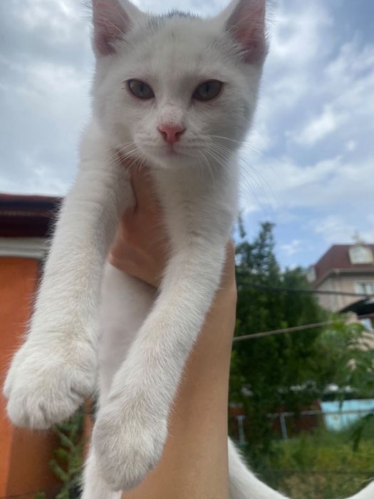 котенок , Город алматы , мальчик !!